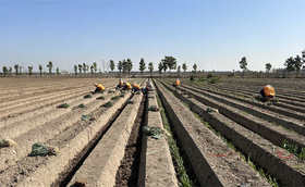 种植大葱一定要知道有机质的重要性