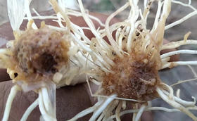 大葱想要产量高,先看根系好不好