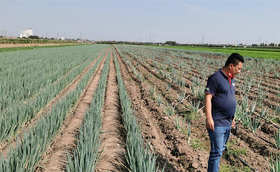 种植大葱如何正确用肥?大葱肥料使用有讲究