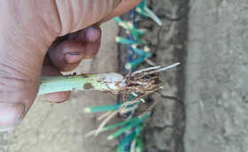 大葱种植警惕地下害虫,正确防治刻不容缓