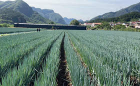 种植大葱土传病害惹人烦?葱满满教您几招解烦忧