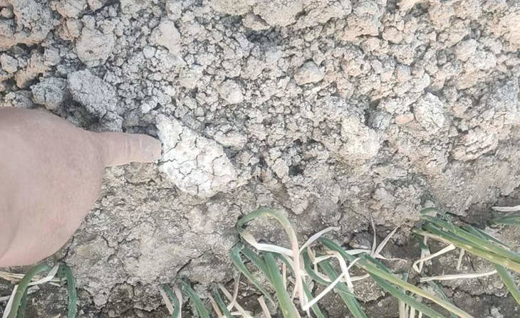 土壤板结严重 土壤板结严重