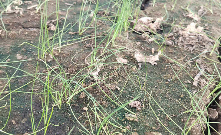 葱苗猝倒病图片 葱苗猝倒病图片