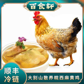 百食轩 安徽散养皖西麻黄鸡母鸡 高端彩袋彩箱装 （国家地理标志产品）