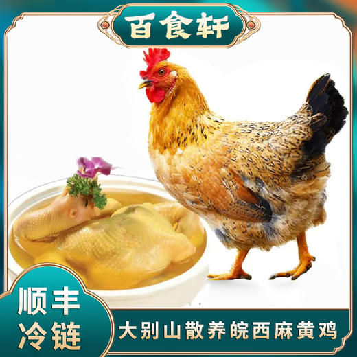 百食轩 安徽散养皖西麻黄鸡母鸡 高端彩袋彩箱装 （国家地理标志产品） 商品图0