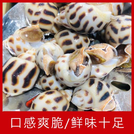 【海鲜】鲜活花螺/油螺 250g 商品图1