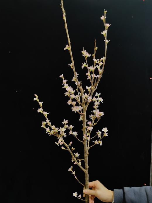 日本进口樱花Keiozakura敬翁樱 商品图2