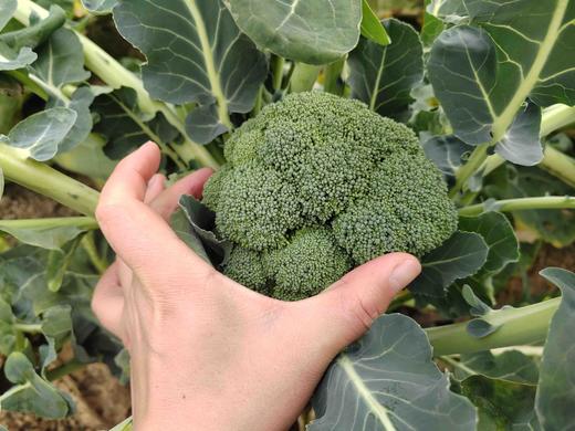 西兰花 商品图10