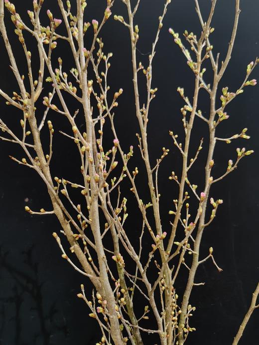 日本进口樱花Keiozakura敬翁樱 商品图10