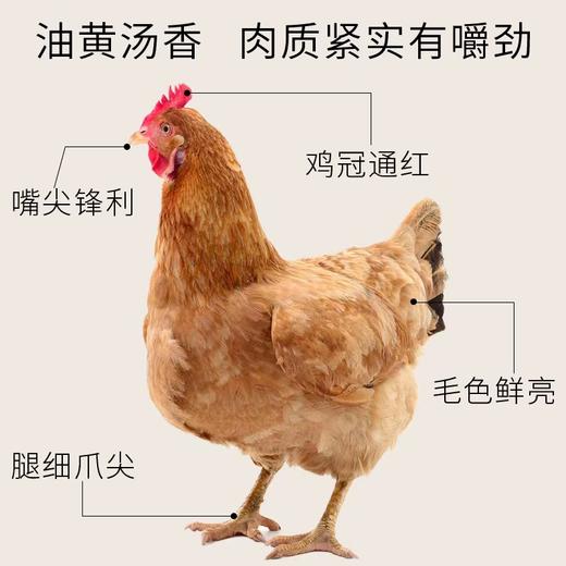 百食轩 安徽大别山黄油老母鸡2只 彩袋彩箱装 商品图5