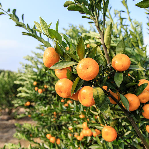 武鸣沃柑（8斤装、12枚礼盒、24枚礼盒） 商品图1