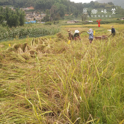 生态墨江紫米（成都仓库-顺丰/中通快递 ）| 500g/袋，来自云南墨江，生产者：李元美【合作生产，公平贸易】 商品图6