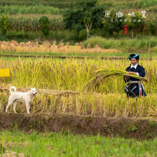 生态墨江紫米（成都仓库-顺丰/中通快递 ）| 500g/袋，来自云南墨江，生产者：李元美【合作生产，公平贸易】 商品图4