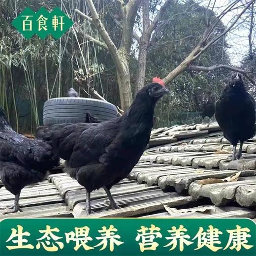 百食轩 安徽大别山黑凤老母鸡2只装（小号，彩袋彩箱） 商品图4
