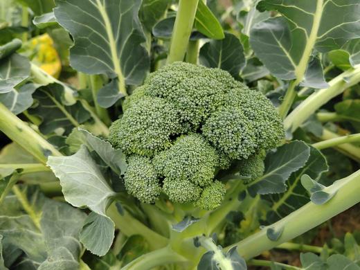 西兰花 商品图9