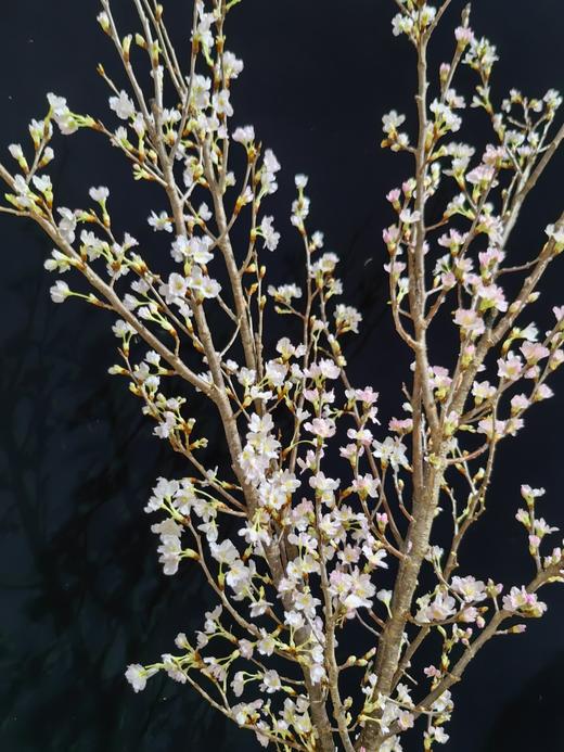 日本进口樱花Keiozakura敬翁樱 商品图1