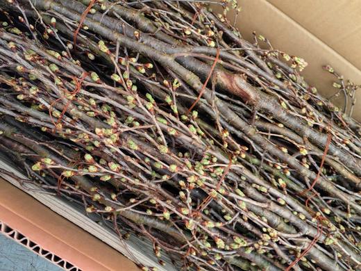 日本进口樱花Keiozakura敬翁樱 商品图6