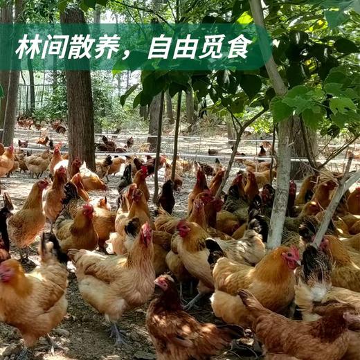 百食轩 安徽大别山黄油老母鸡2只 彩袋彩箱装 商品图3