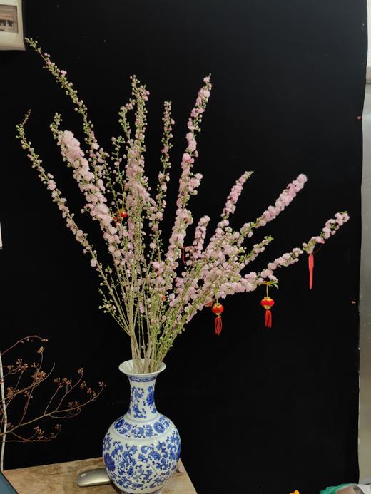 粉色珍珠李鲜切花1扎 商品图3