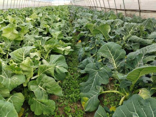 西兰花 商品图11