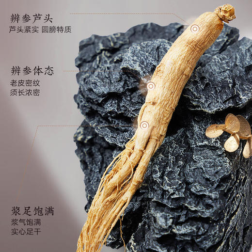 北京同仁堂  造养青年人参5支 100克 礼盒装 园参 源自长白山  参须浓密  参味浓郁SY 商品图2