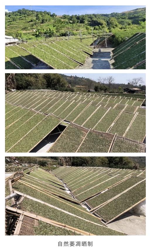 花花品质生活挚爱分享——福鼎老白茶！2012/2017年份茶 荒山野茶白牡丹！花痴四季口粮茶！篙端茶会所资源福利典藏私藏茶资源 汤色清澈 口感干净回甘 zui适合女生喝的茶 四季口粮茶典藏送礼自囤 商品图7