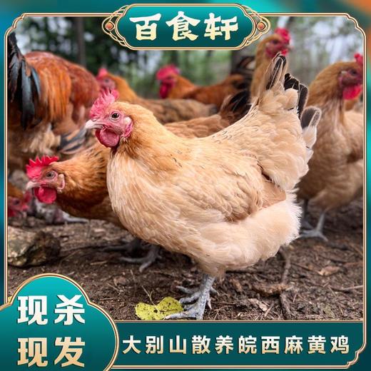 百食轩 安徽散养皖西麻黄鸡母鸡 高端彩袋彩箱装 （国家地理标志产品） 商品图1