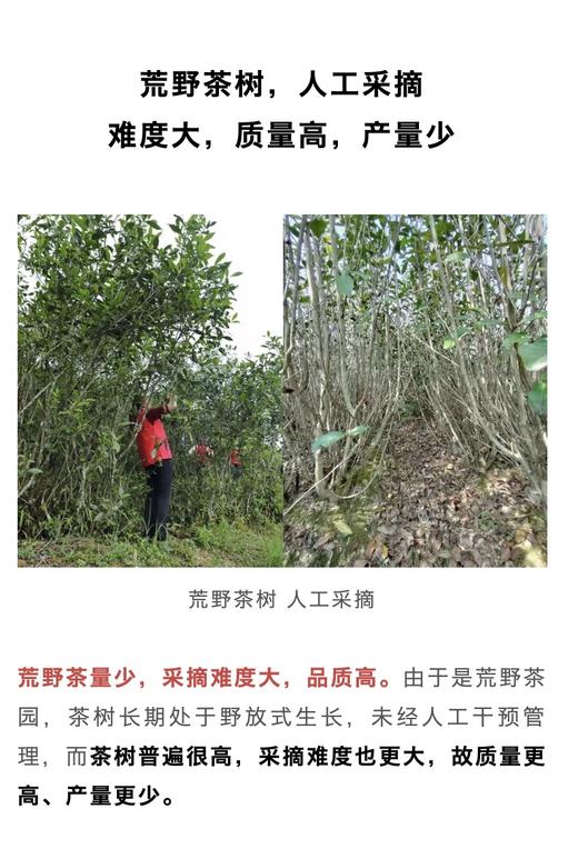 花花品质生活挚爱分享——福鼎老白茶！2012/2017年份茶 荒山野茶白牡丹！花痴四季口粮茶！篙端茶会所资源福利典藏私藏茶资源 汤色清澈 口感干净回甘 zui适合女生喝的茶 四季口粮茶典藏送礼自囤 商品图6