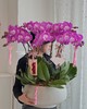 [ 花开半夏 ] 蝴蝶兰盆栽 商品缩略图2