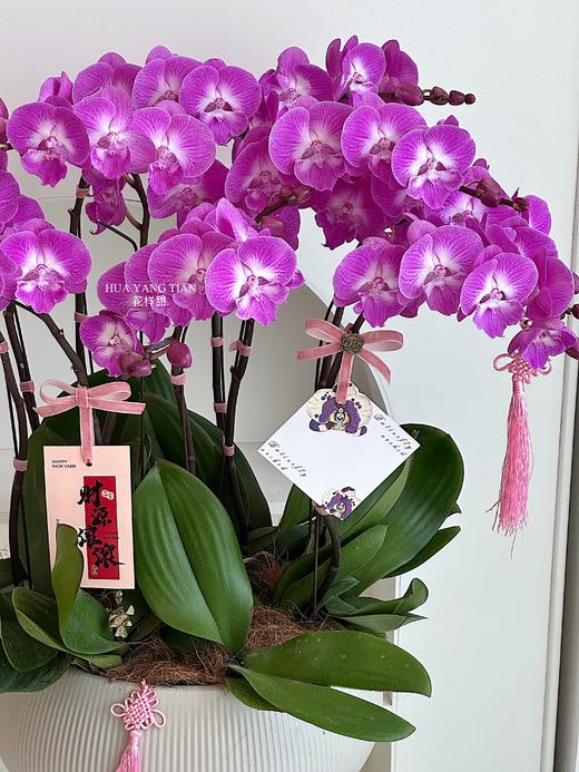 [ 花开半夏 ] 蝴蝶兰盆栽 商品图1