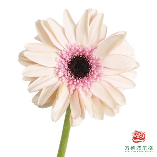 外购非洲菊-白樘 10枝1扎 商品图1