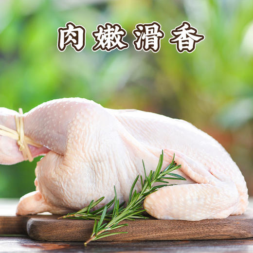 百食轩 安徽大别山黄油童子鸡2只 彩袋彩箱装 商品图2