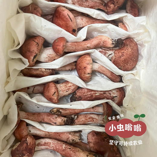 高原野生青冈菌 60g | 合作农友生产，产自四川甘孜雪山高原，生产者：李建程 &【公平贸易农人定价】 商品图8