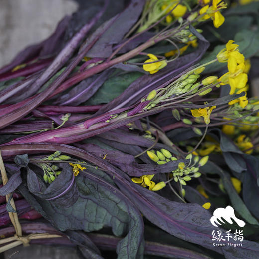 生态红菜苔 | 绿家自产 * ecological red choy sum | Self-production 商品图5