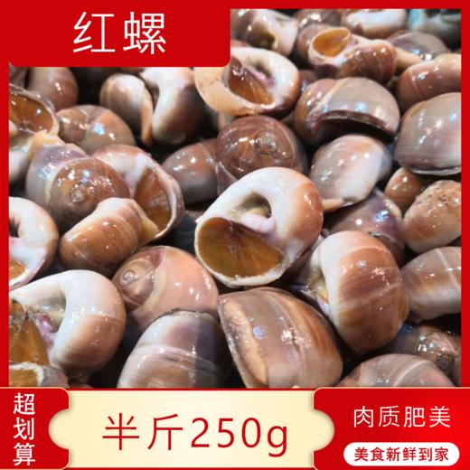 【海鲜】鲜活红螺（250g） 商品图0