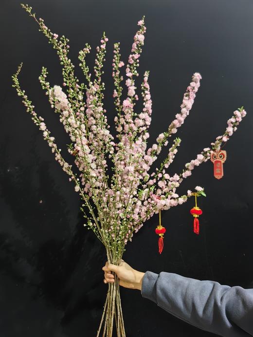 粉色珍珠李鲜切花1扎 商品图1