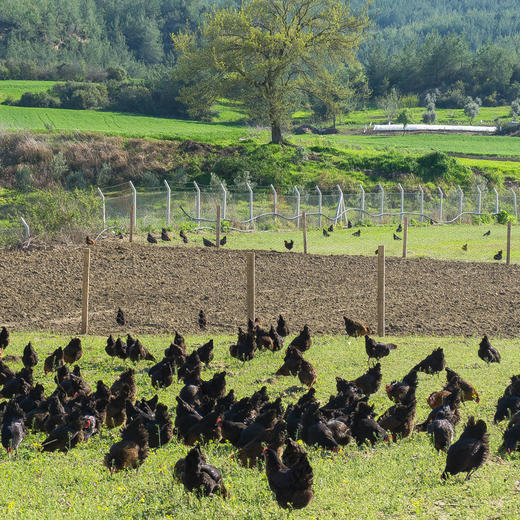 百食轩 安徽大别山黑凤老母鸡2只装（小号，彩袋彩箱） 商品图7