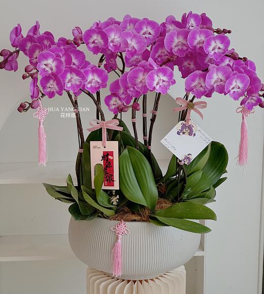 [ 花开半夏 ] 蝴蝶兰盆栽 商品图0