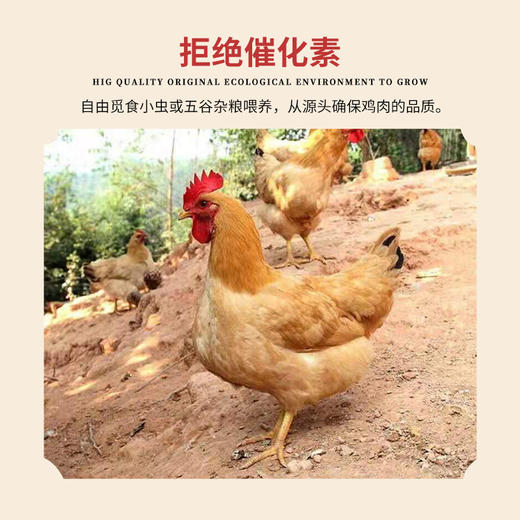 丰硒农业--丰硒土鸡1只装（1.8~2斤） 商品图4