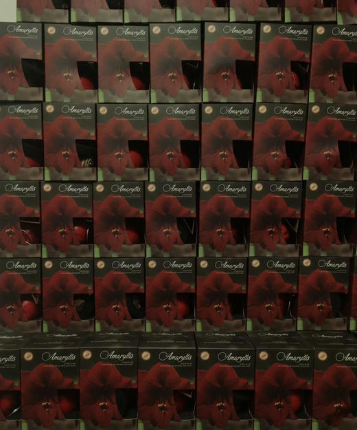 【送礼首选】进口石蜡朱顶红（喝空气存活）红君主 单株（球径约36-38CM） 商品图10