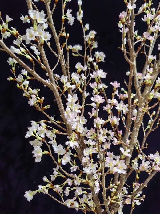 日本进口樱花Keiozakura敬翁樱 商品图7