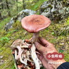 高原野生青冈菌 60g | 合作农友生产，产自四川甘孜雪山高原，生产者：李建程 &【公平贸易农人定价】 商品缩略图10