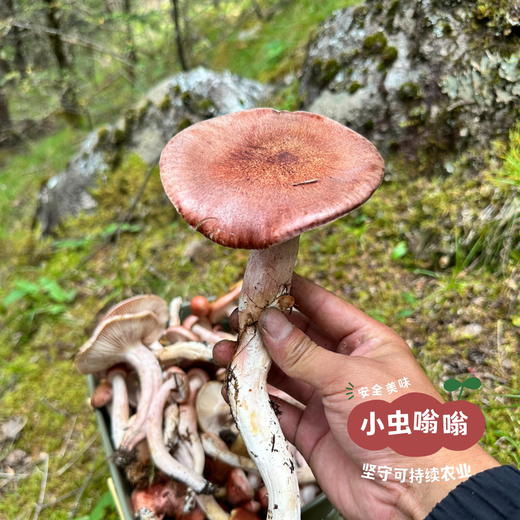 高原野生青冈菌 60g | 合作农友生产，产自四川甘孜雪山高原，生产者：李建程 &【公平贸易农人定价】 商品图10