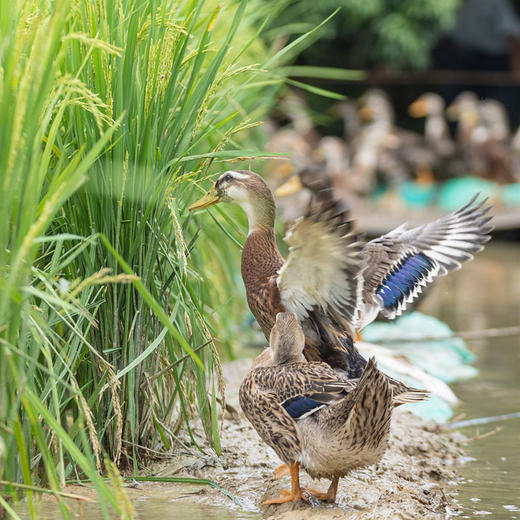 百食轩 安徽大别山农家池塘生态老麻鸭单只 彩箱装 商品图6