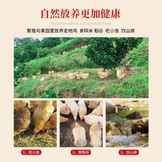 丰硒农业--丰硒土鸡1只装（1.8~2斤） 商品图2