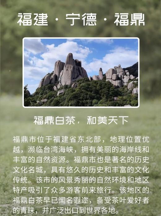 花花品质生活挚爱分享——福鼎老白茶！2012/2017年份茶 荒山野茶白牡丹！花痴四季口粮茶！篙端茶会所资源福利典藏私藏茶资源 汤色清澈 口感干净回甘 zui适合女生喝的茶 四季口粮茶典藏送礼自囤 商品图4