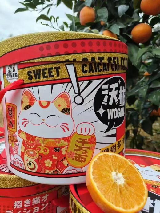 周三取货：【圆桶招财猫沃柑】 一桶6.5斤左右，果肉饱满，甜嫩多汁，爽口化渣！ 商品图0