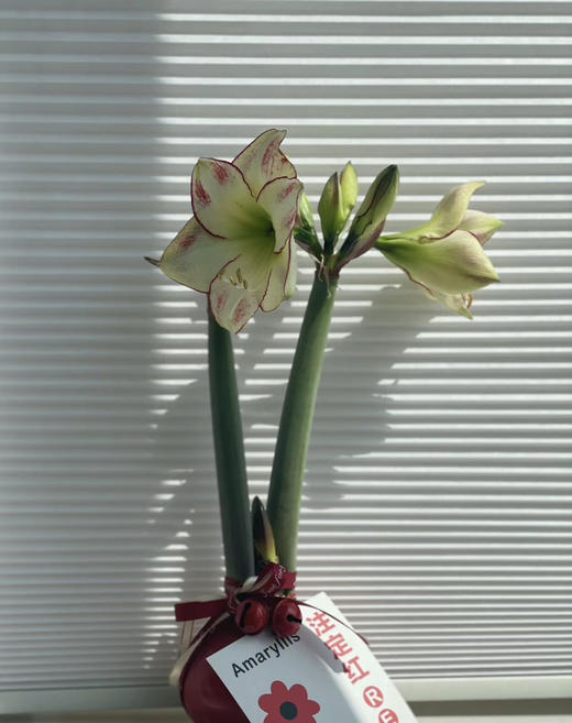 【送礼首选】进口石蜡朱顶红（喝空气存活） 毕加索  单株（球径约34-36CM） 商品图1