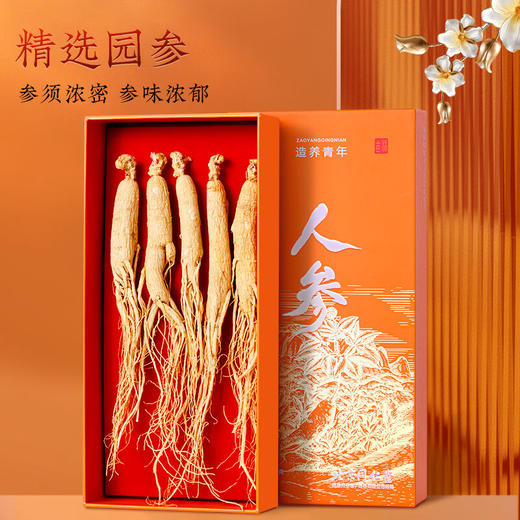 北京同仁堂  造养青年人参5支 100克 礼盒装 园参 源自长白山  参须浓密  参味浓郁SY 商品图1