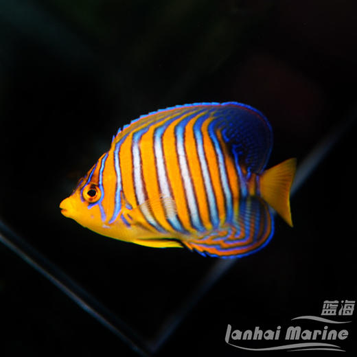 金毛巾 商品图1